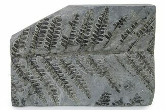 Carboniferous Fossil Fern (Pecopteris) Frond Plate - France #338485
