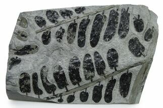 Carboniferous Fossil Fern (Neuropteris) Plate - France #338495