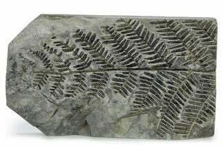 Carboniferous Fossil Fern Frond - France #338498