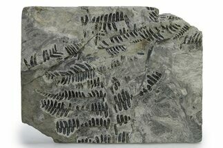 Carboniferous Fossil Fern (Callipteridium) Frond Plate - France #338591