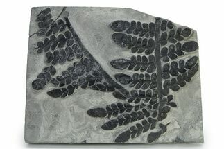 Carboniferous Fossil Fern (Odontopteris) Plate - France #338597
