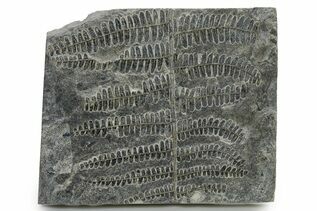 Plant Fossils For Sale