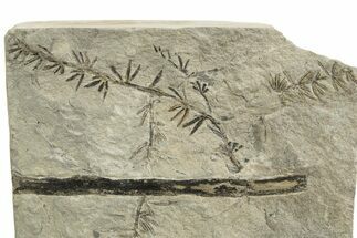 Carboniferous Fossil Horsetail (Annularia) Plate - France #338432