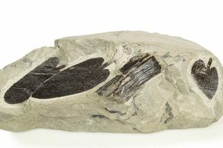 Carboniferous Fossil Fern (Neuropteris) Plate - France #338433