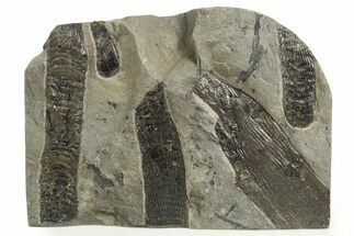 Carboniferous Fossil Flora Plate - France #338435