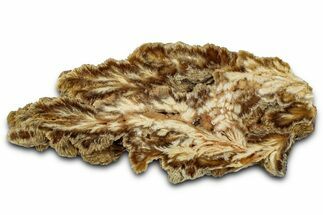 Polished Barite Slab with Pyrite - Lubin Mine, Poland #335178