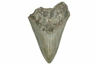 Serrated, Fossil Megalodon Tooth - North Carolina #338501