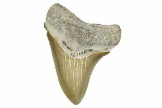 Serrated, Juvenile Megalodon Tooth - North Carolina #338503
