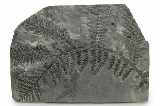 Carboniferous Fossil Fern (Odontopteris) - France #338607