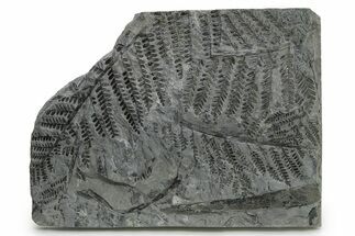 Carboniferous Fossil Fern (Pecopteris) Frond Plate - France #338609