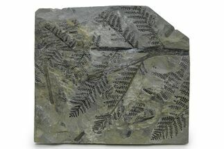 Carboniferous Fossil Fern (Odontopteris) - France #338610