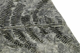 Carboniferous Fossil Fern (Callipteridium) Frond Plate - France #338621