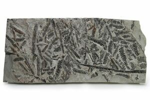 Two Red Fossil Hickory Leaves (Carya) - Montana (#189018) For Sale