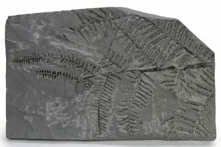 Carboniferous Fossil Fern (Pecopteris) Frond - France #338634