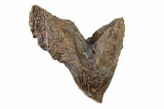 Gorgeous, Rooted Dinosaur (Triceratops) Tooth - Montana #338645