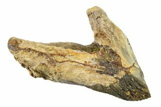 Rooted Dinosaur (Triceratops) Tooth - Montana #338646