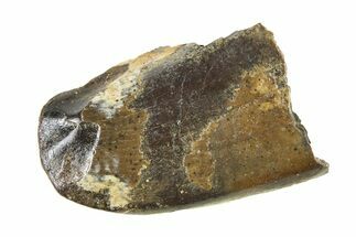 Fossil Tyrannosaur (Nanotyrannus) Tooth w/ Feeding Wear - Montana #338755