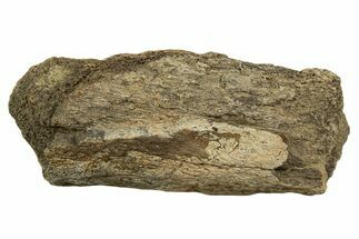 Dinosaur (Triceratops) Frill Shield Section - Montana #338855