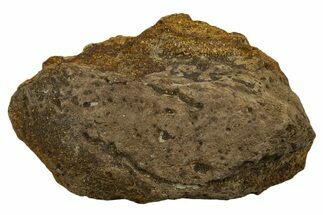 Dinosaur (Triceratops) Frill Shield Section - Montana #338872