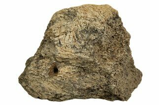 Dinosaur (Triceratops) Frill Shield Section - Montana #338906