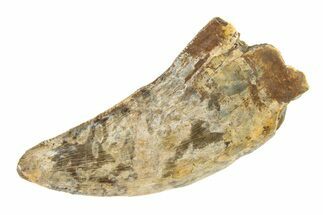 Fossil Tyrannosaur (Nanotyrannus) Tooth - Montana #338825