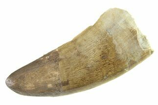 Serrated, Tyrannosaur (Nanotyrannus) Tooth - Restored Tip #338849