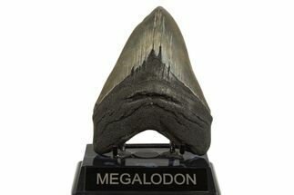 Fossil Megalodon Tooth - Georgia #338619
