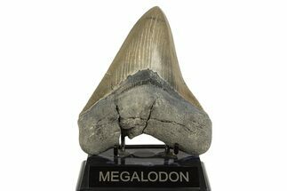 Serrated Fossil Megalodon Tooth From Georgia - Repaired #338623