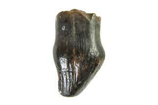 Cretaceous Fossil Dinosaur (Thescelosaurus) Tooth - Montana #338873