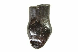 Cretaceous Fossil Dinosaur (Thescelosaurus) Tooth - Montana #338878
