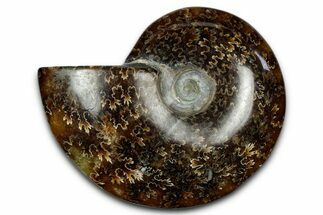 Polished Ammonite (Cleoniceras) Fossil - Madagascar #339164