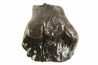 Fossil Dinosaur (Ankylosaurus) Tooth - Montana #338968