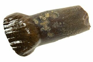 Fossil Dinosaur (Thescelosaurus) Rooted Tooth - Montana #338972