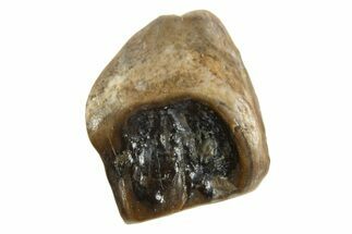 Fossil Dinosaur (Leptoceratops) Shed Tooth - Montana #338977