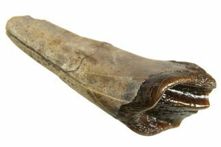 Rare, Fossil Dinosaur (Leptoceratops) Rooted Tooth - Montana #338997