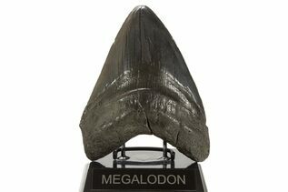 Fossil Shark Teeth For Sale