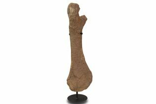 Dinosaur Fossils For Sale