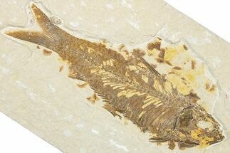 Detailed Fossil Fish (Knightia) - Wyoming #334388