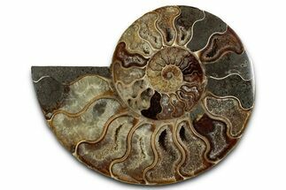 Cut & Polished Ammonite Fossil (Half) - Madagascar #336643