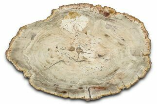Beautiful Petrified Wood (Araucaria) Round - Madagascar #339367