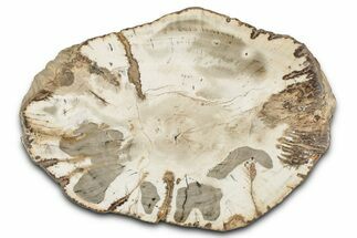 Beautiful Petrified Wood (Araucaria) Round - Madagascar #339369