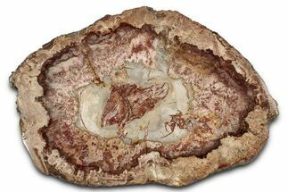 Colorful Petrified Wood (Araucaria) Round - Madagascar #339373
