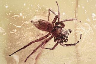 Large Detailed Fossil Jumping Spider (Salticidae) In Baltic Amber #339450