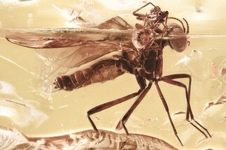 Detailed Fossil Spider, Mite, and Wood Gnat In Baltic Amber #339454