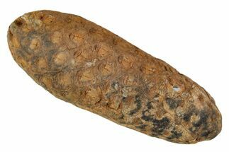 Fossil Cycadophyte Seed Cone - Boujdour, Morocco #339306