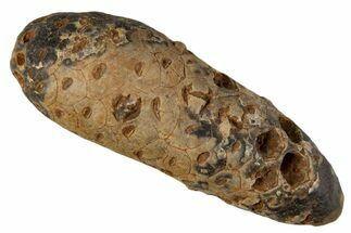 Fossil Cycadophyte Seed Cone - Boujdour, Morocco #339308