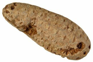 Fossil Cycadophyte Seed Cone - Boujdour, Morocco #339334