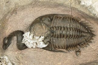 Metacanthina Trilobite With Selenite Crystals - Lghaft, Morocco #339514