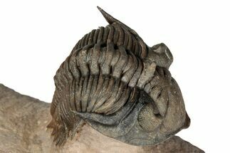 Stunning Metacanthina Trilobite - Lghaft, Morocco #339516