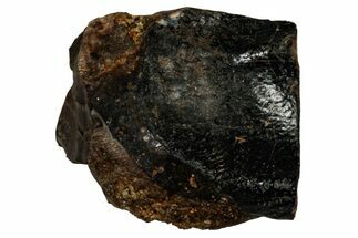 Fossil Dinosaur (Triceratops) Shed Tooth - Montana #339716